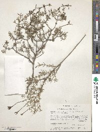 Bouvardia erecta image