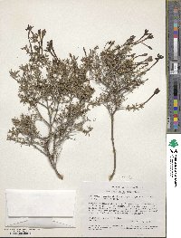 Bouvardia erecta image