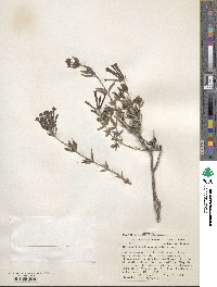 Bouvardia ternifolia image