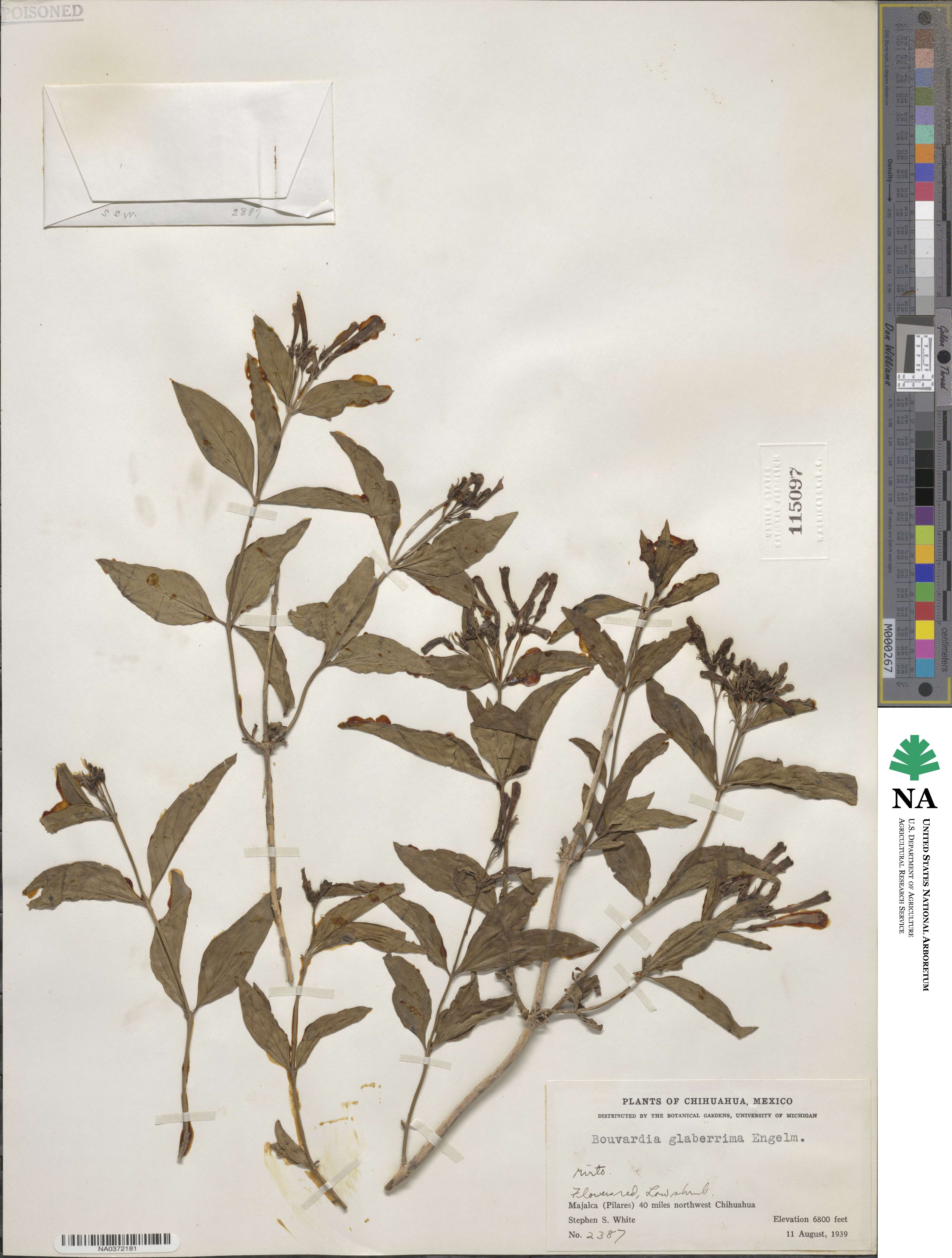 Bouvardia ternifolia image