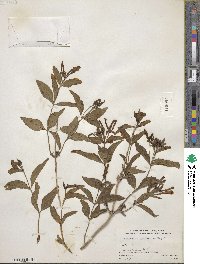 Bouvardia ternifolia image