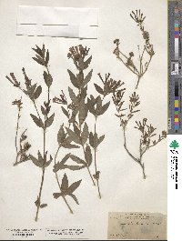 Bouvardia ternifolia image