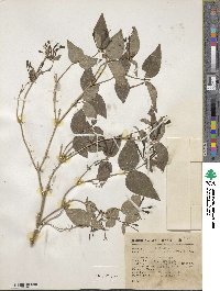 Bouvardia laevis image