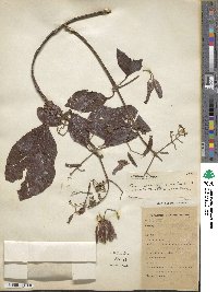 Cinchona officinalis image