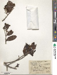 Cinchona officinalis image