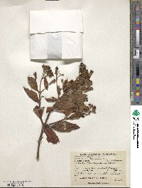 Cinchona officinalis image