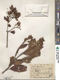 Cinchona officinalis image