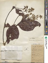 Cinchona officinalis image