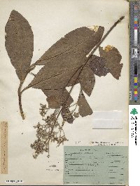 Cinchona officinalis image