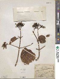 Cinchona pubescens image