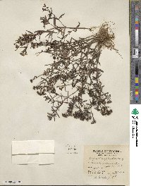 Houstonia longifolia image