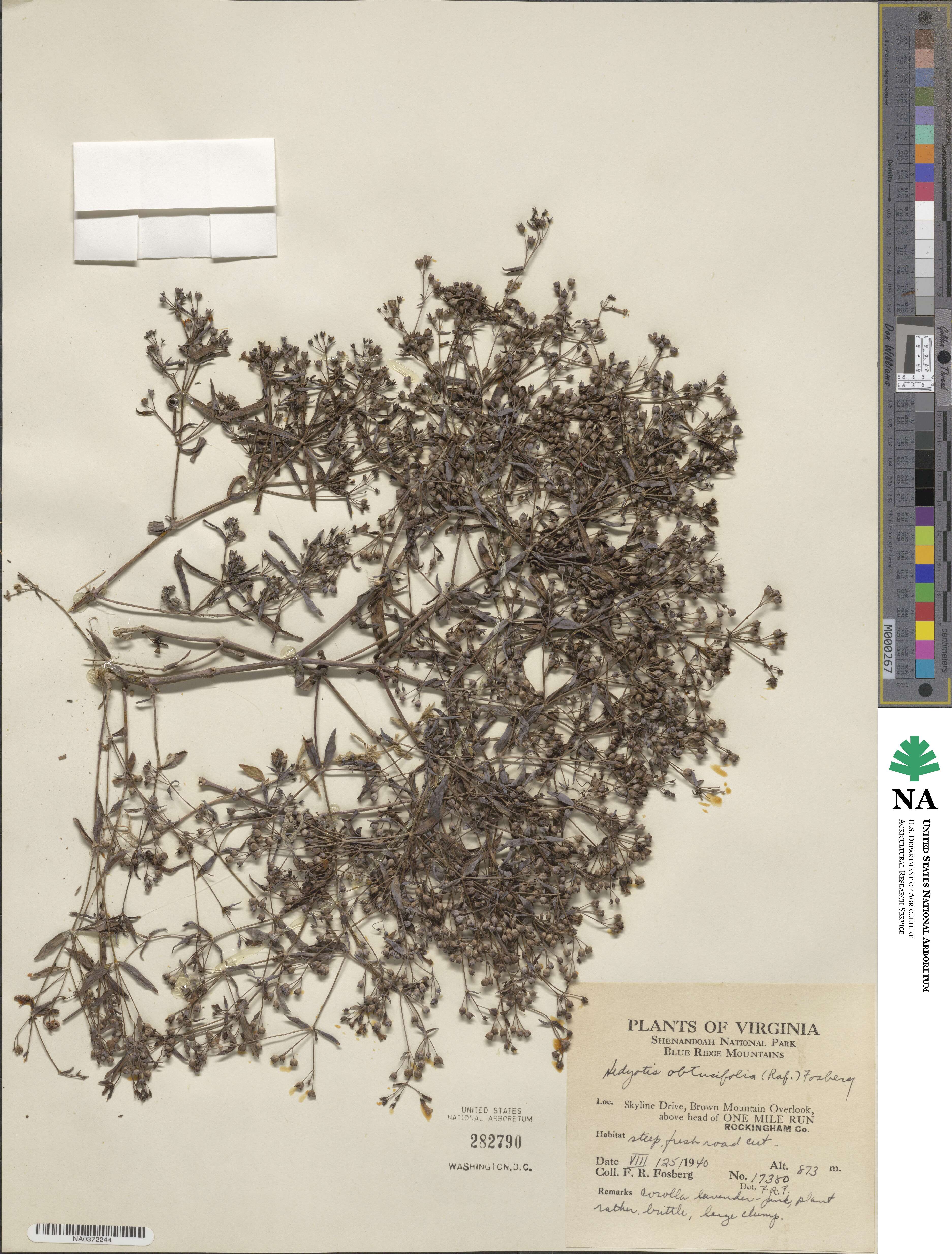 Houstonia longifolia image