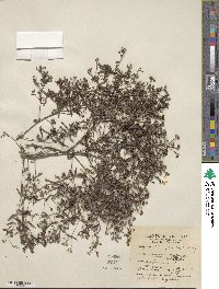 Houstonia longifolia image