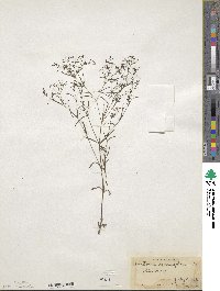 Houstonia longifolia image