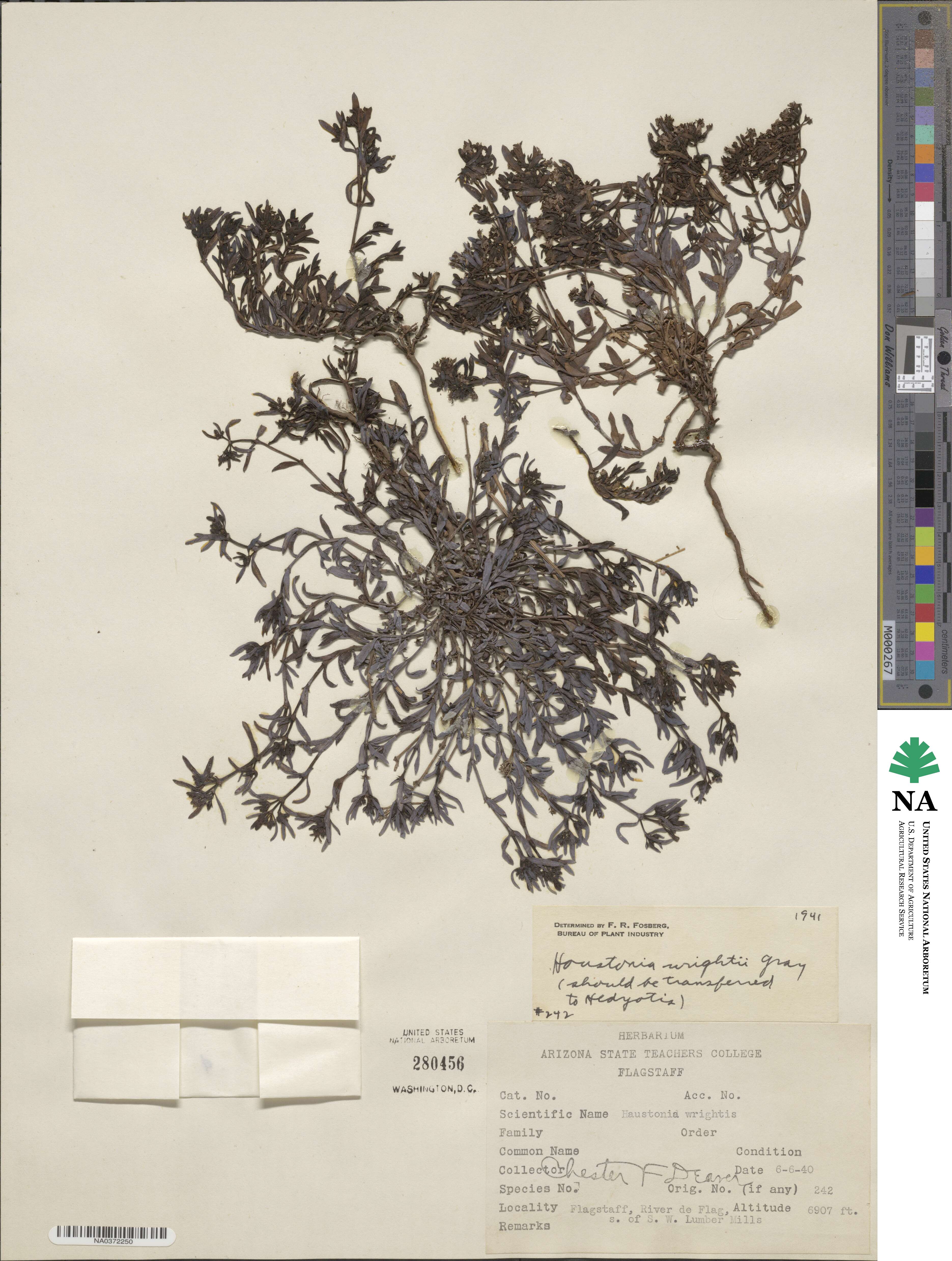 Houstonia wrightii image