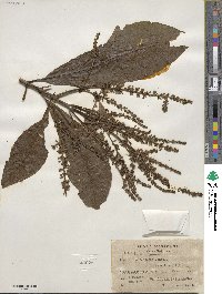 Alseis yucatanensis image