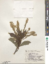 Image of Alseis floribunda