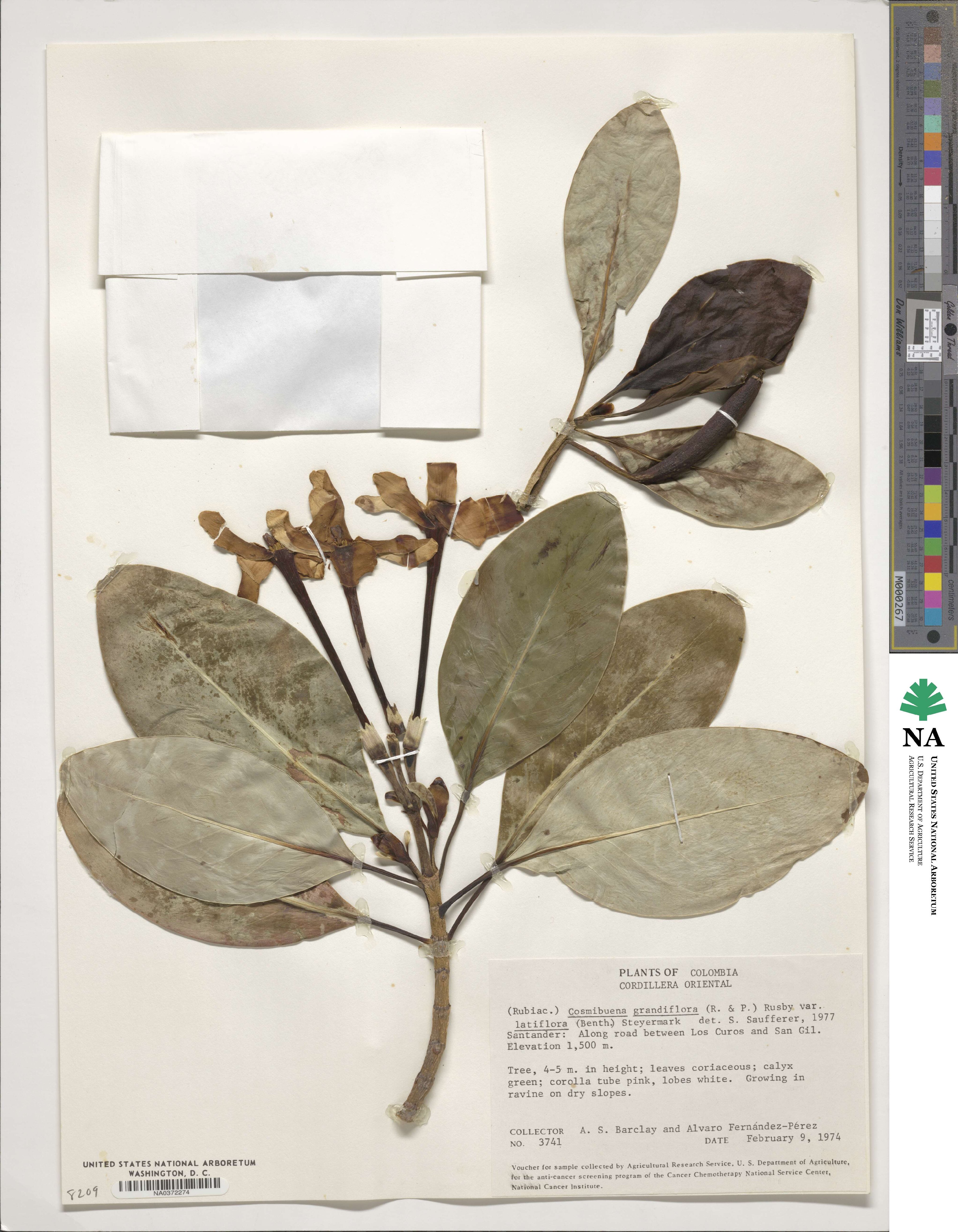 Cosmibuena grandiflora image