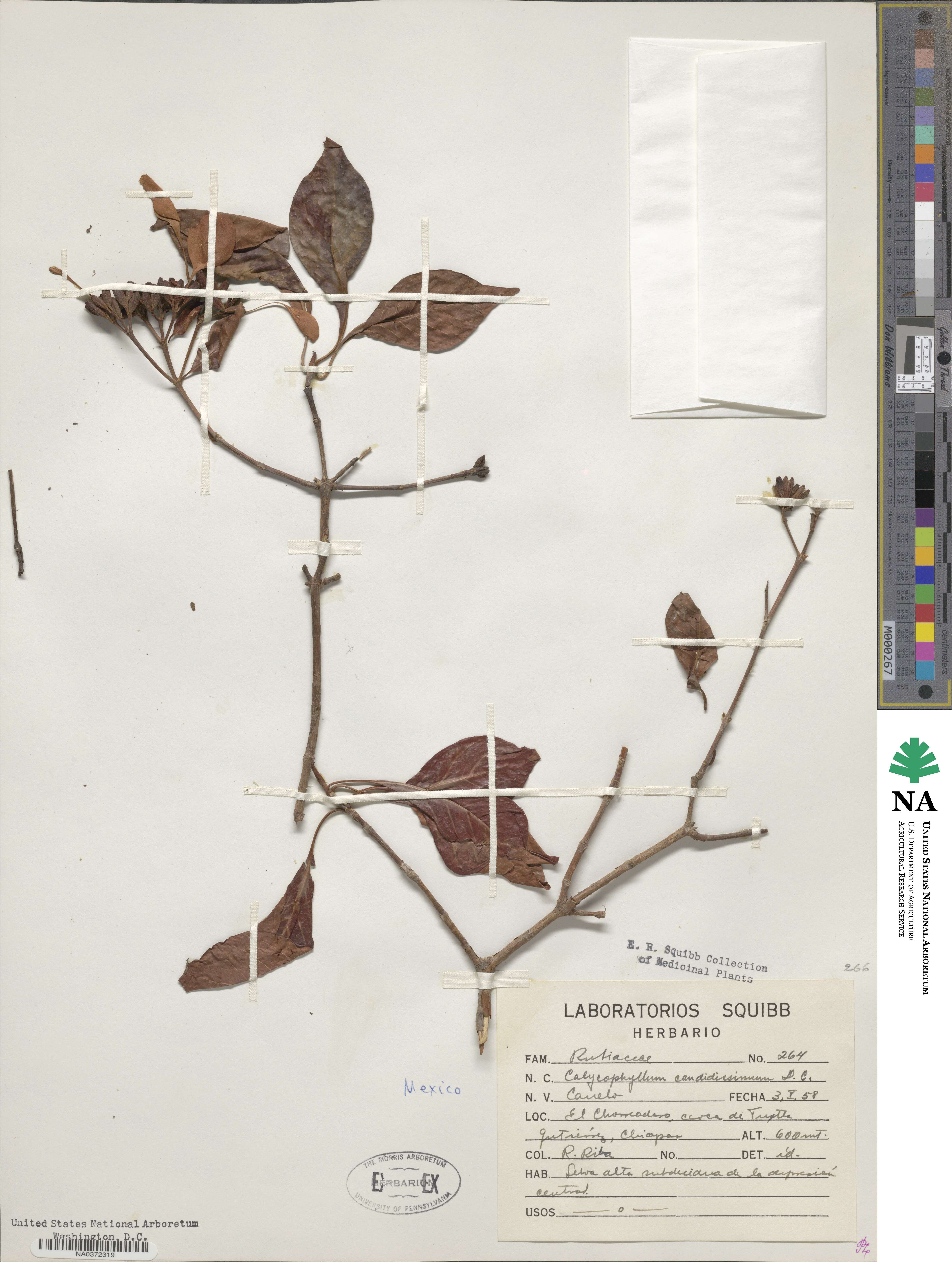 Calycophyllum candidissimum image