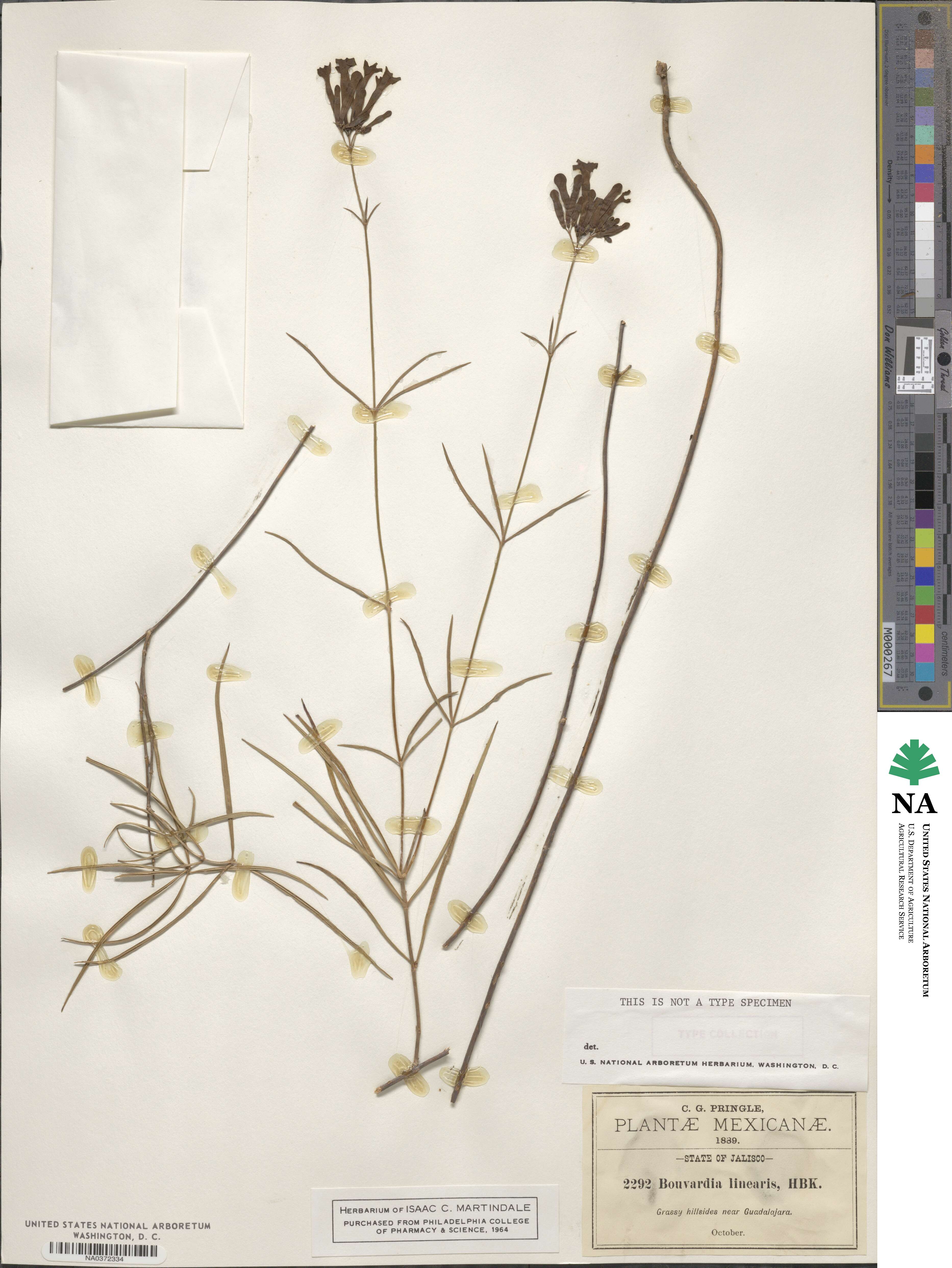 Bouvardia ternifolia image