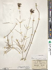 Bouvardia ternifolia image