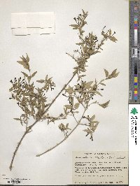 Bouvardia multiflora image