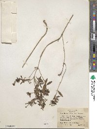 Bouvardia ternifolia image