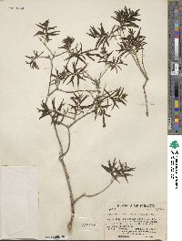 Bouvardia ternifolia image