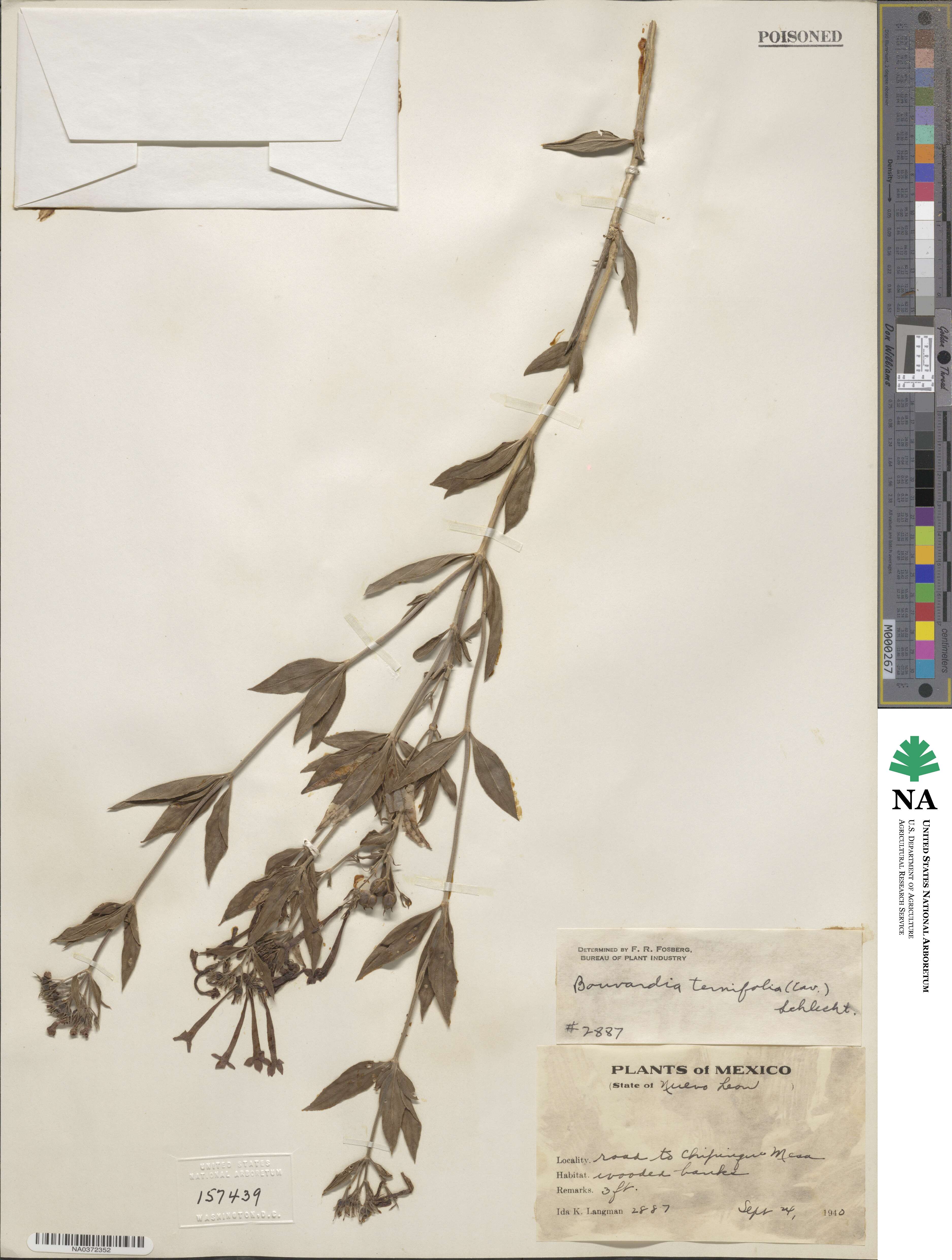 Bouvardia ternifolia image