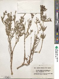 Bouvardia ternifolia image