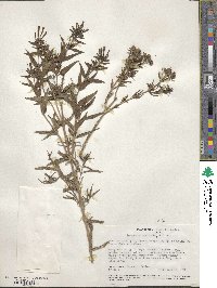 Bouvardia ternifolia image