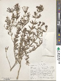 Bouvardia ternifolia image