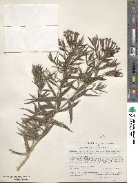 Bouvardia ternifolia image