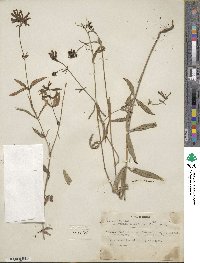 Bouvardia ternifolia image