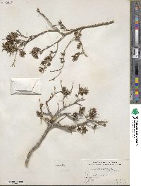 Bouvardia ternifolia image