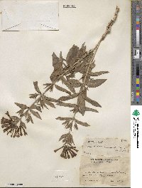 Bouvardia ternifolia image