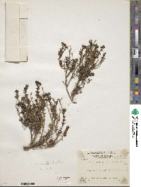 Image of Arcytophyllum lavarum