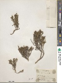 Houstonia acerosa image