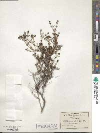 Arcytophyllum fasciculatum image