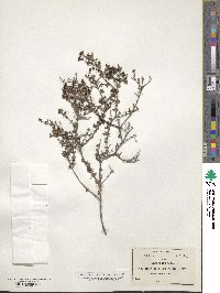 Arcytophyllum fasciculatum image