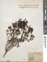 Stenaria nigricans image