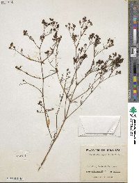 Stenaria nigricans image