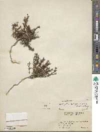 Houstonia acerosa var. polypremoides image