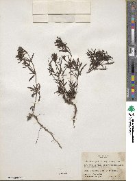 Houstonia wrightii image