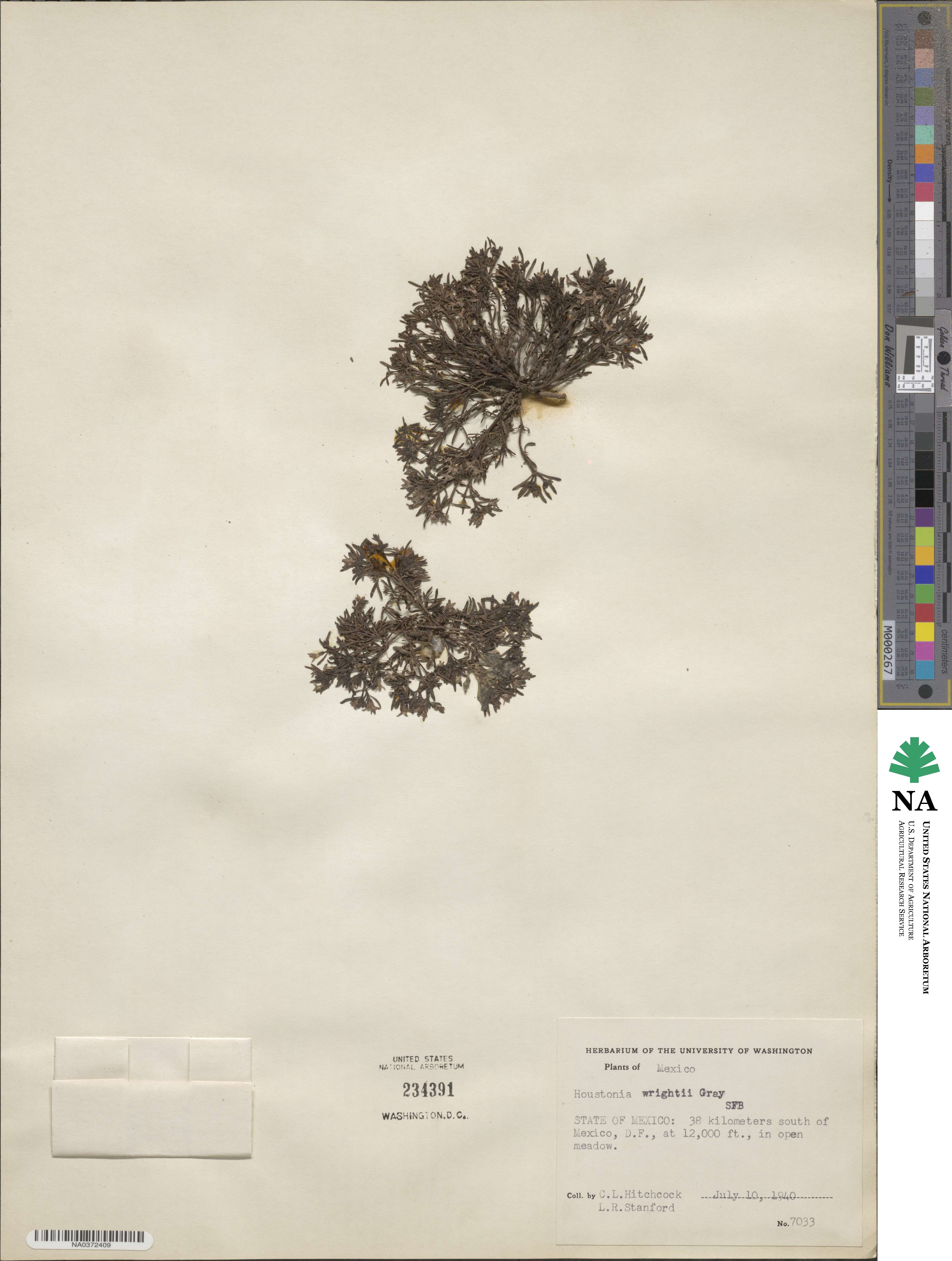 Houstonia wrightii image