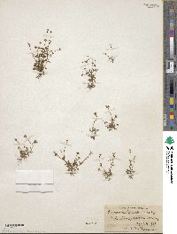 Houstonia pusilla image