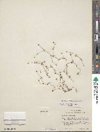 Houstonia pusilla image