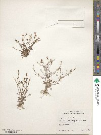 Houstonia pusilla image