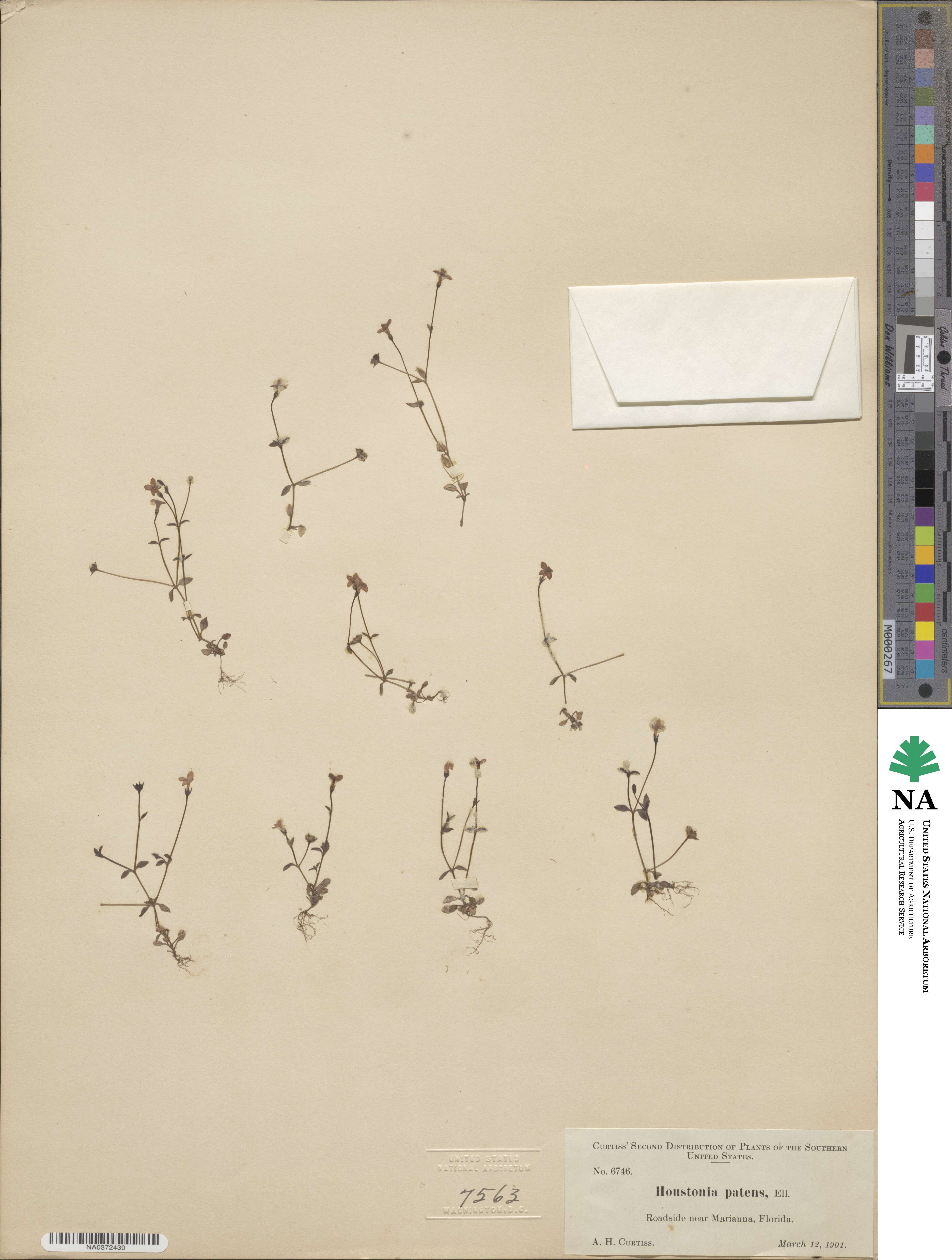 Houstonia pusilla image