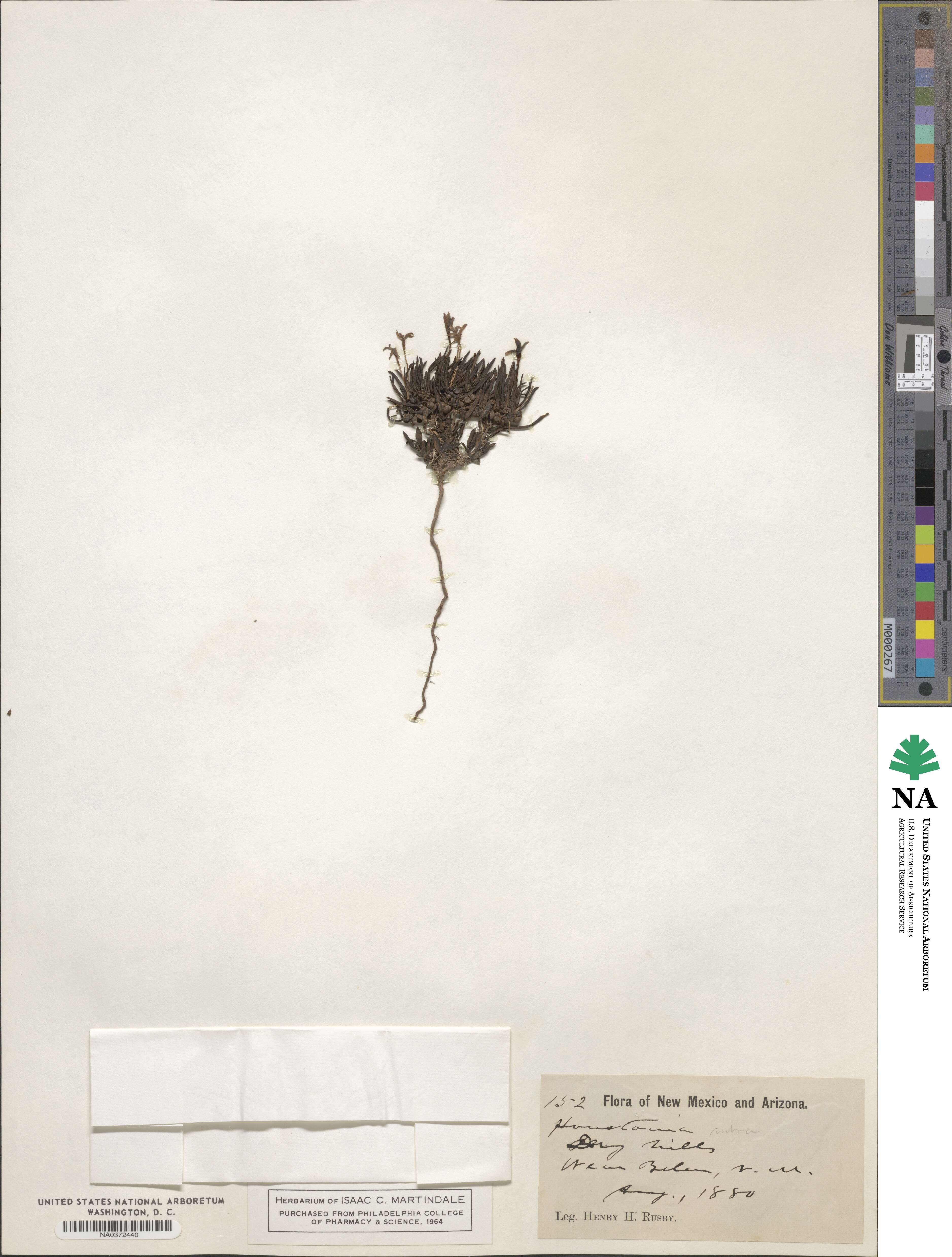 Houstonia rubra image